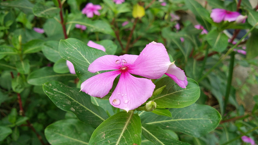 Close-up of pink Madagascar periwinkle flower with water droplets