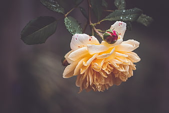 Yellow Rose with Water Droplets on Dark Background
