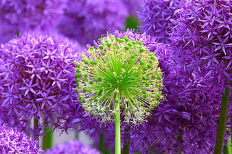 Green Allium Bud Surrounded by Purple Blooms