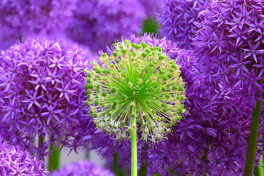 Green Allium Bud Surrounded by Purple Blooms