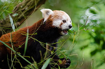 Red Panda Eating Bamboo in Forest
