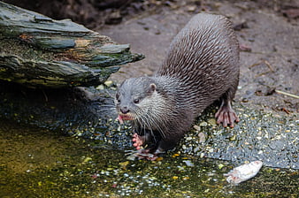 River Otter Eating Fish on Rocky Shoreline