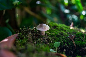 Close-up of a small mushroom growing on moss in a terracotta pot