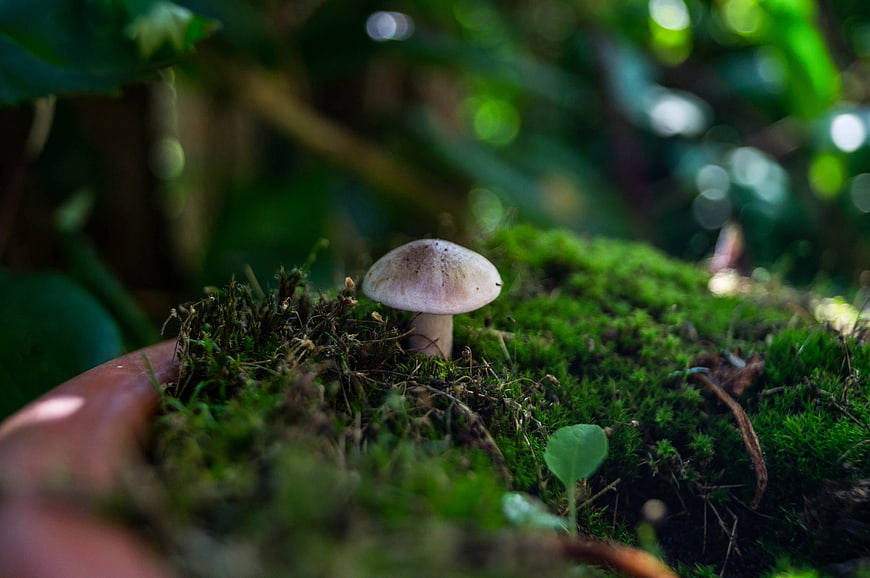 Close-up of a small mushroom growing on moss in a terracotta pot