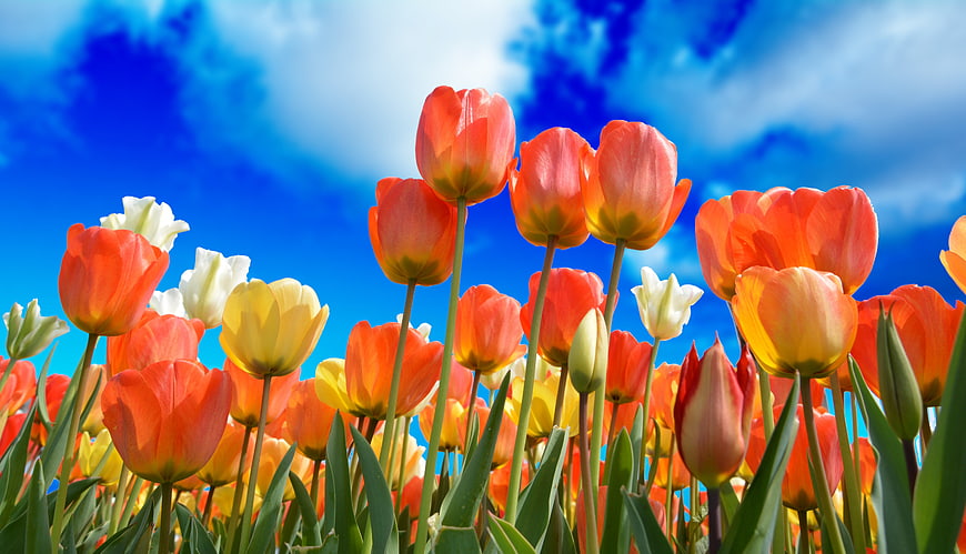 Vibrant Orange and Yellow Tulips Against Blue Sky