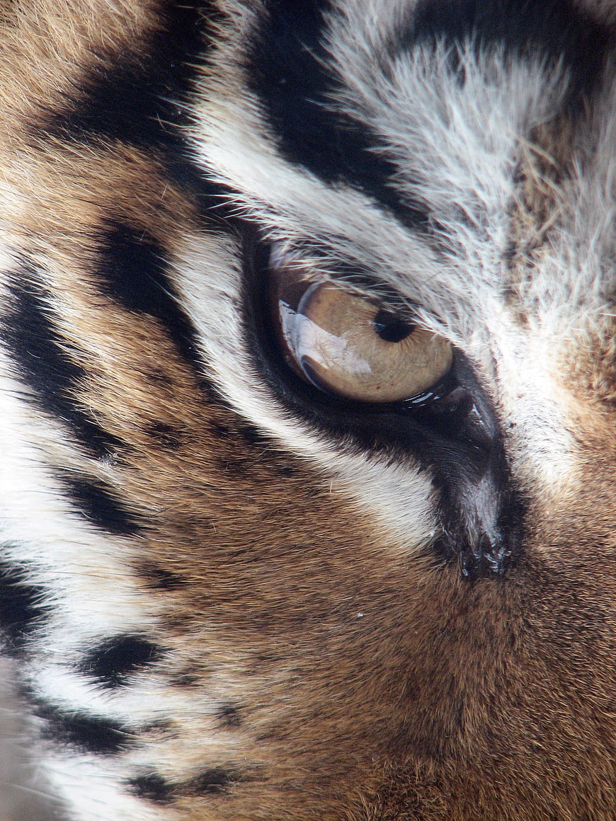 Extreme Close-Up of Siberian Tiger Eye and Fur
