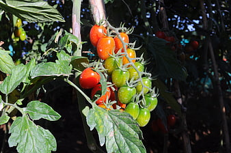 Ripe and Green Cherry Tomatoes Growing on Vine