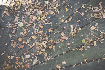 Top View of Dry Autumn Leaves on Weathered Wooden Deck