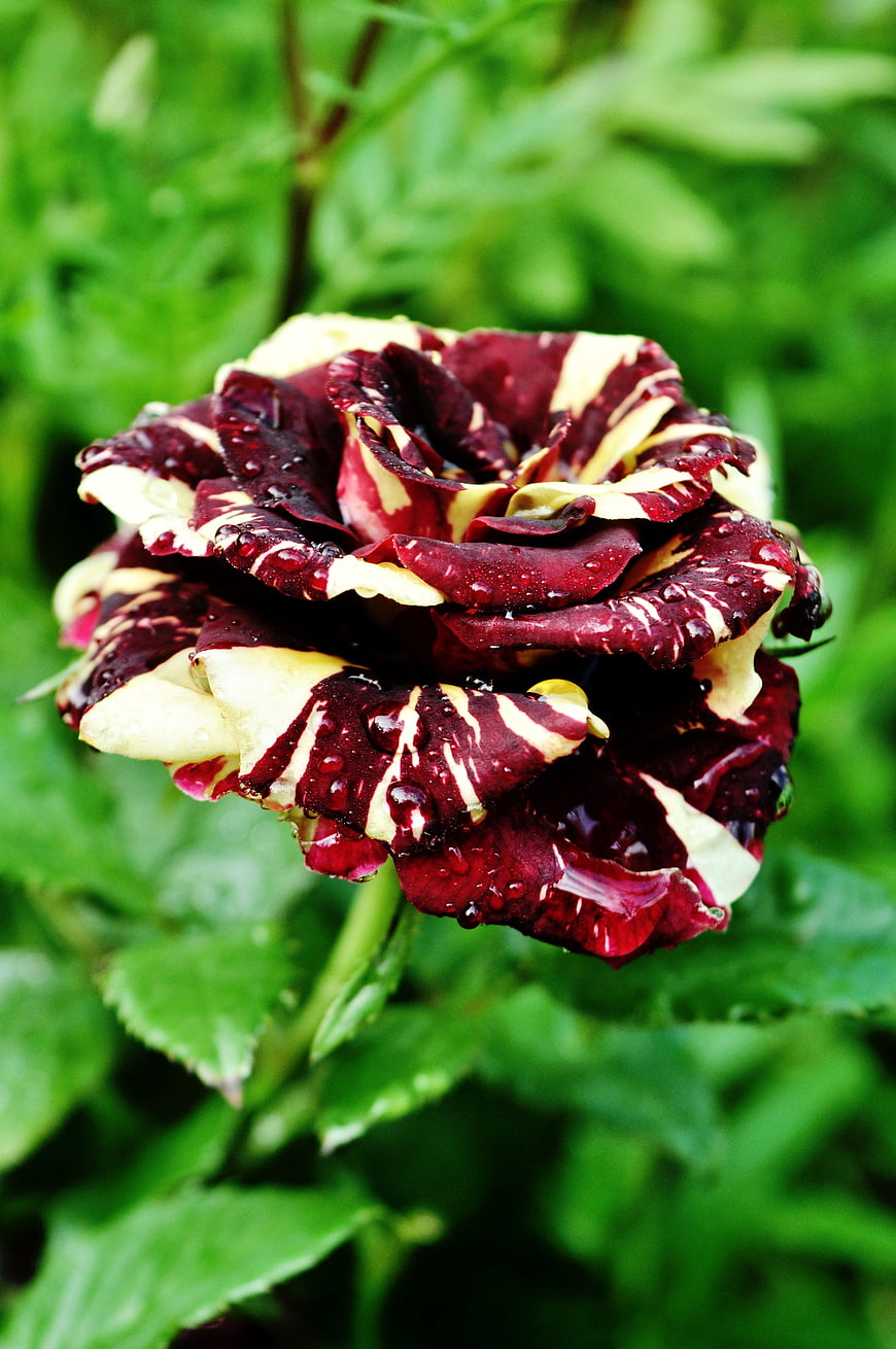 Close-up of a dark red and yellow striped rose with water droplets