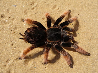 Brachypelma klaasi tarantula spider on sandy desert terrain