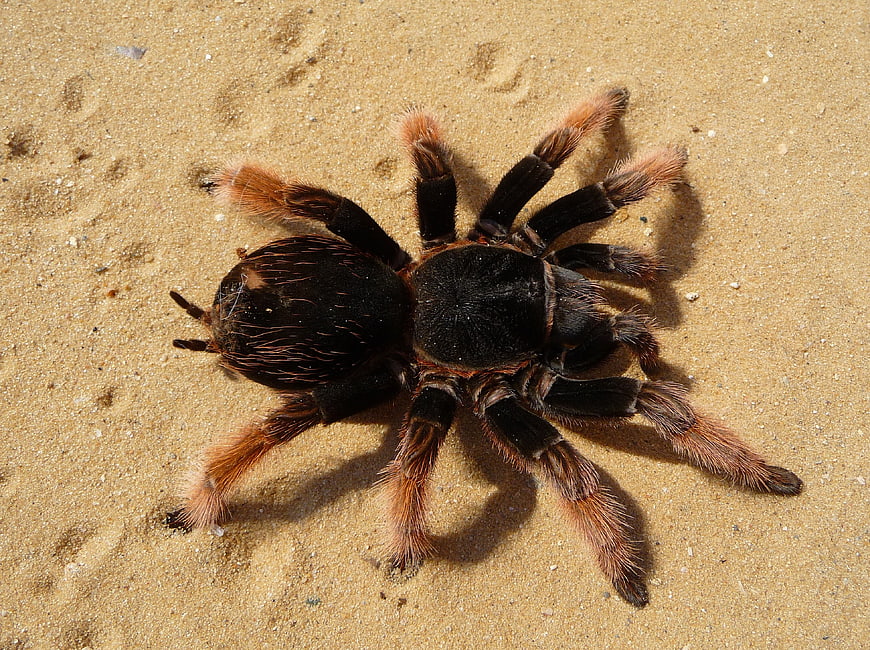 Brachypelma klaasi tarantula spider on sandy desert terrain