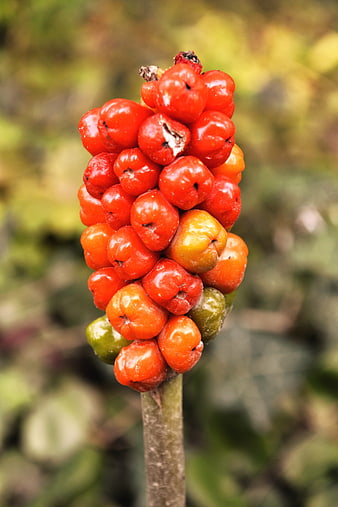 Close-up of bright red berries on a green stem
