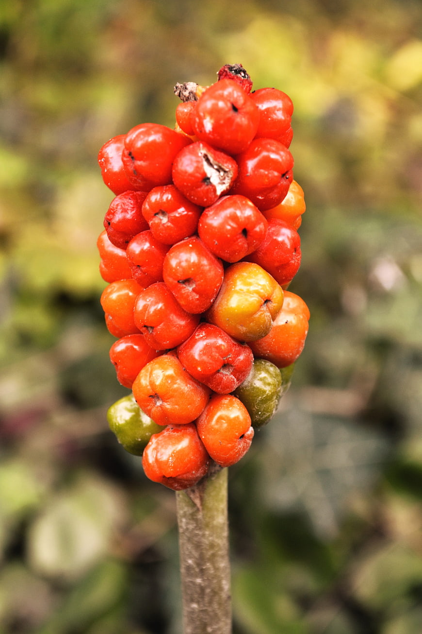 Close-up of bright red berries on a green stem