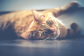 Cute Orange Tabby Cat Lying Down with Green Eyes