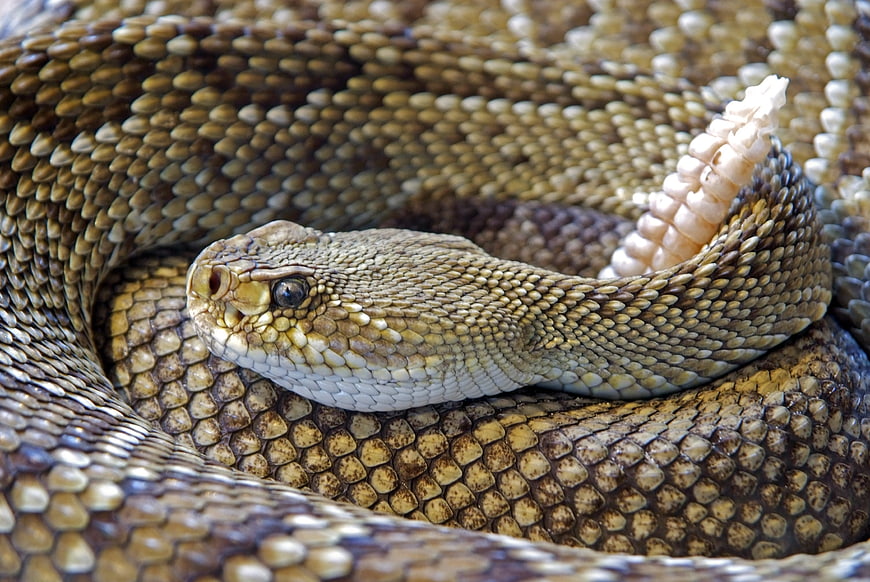 Close-up of a coiled rattlesnake with raised rattle