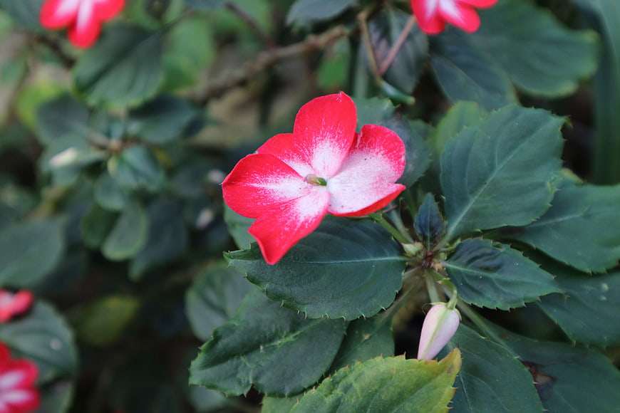 Close-up of vibrant red and white impatiens flower