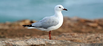 Black-headed Gull Standing on Rocky Shore