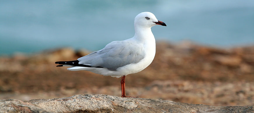 Black-headed Gull Standing on Rocky Shore