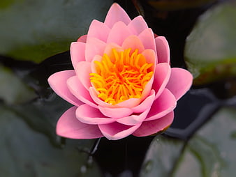 Pink Water Lily with Yellow Center on Dark Pond