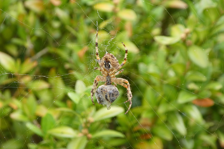 Garden spider wrapping prey in web