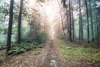 Misty forest path with sun rays filtering through trees