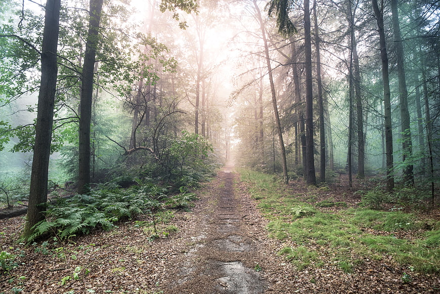 Misty forest path with sun rays filtering through trees