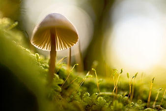 Macro shot of small mushroom on mossy forest floor