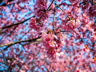 Pink Cherry Blossoms on Branch Against Blue Sky
