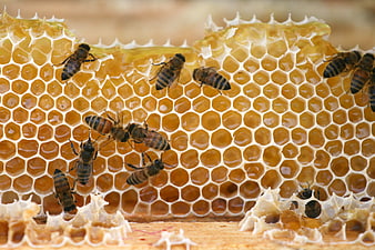 Close-up of Honeybees on Golden Honeycomb