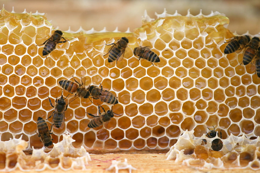 Close-up of Honeybees on Golden Honeycomb