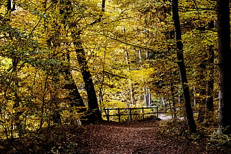 Autumn Forest Path With Wooden Gate And Golden Foliage