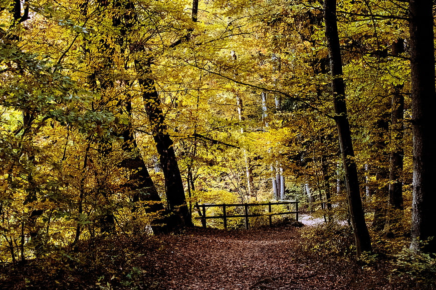 Autumn Forest Path With Wooden Gate And Golden Foliage