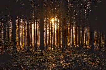 Sunlight streaming through dense pine forest trees