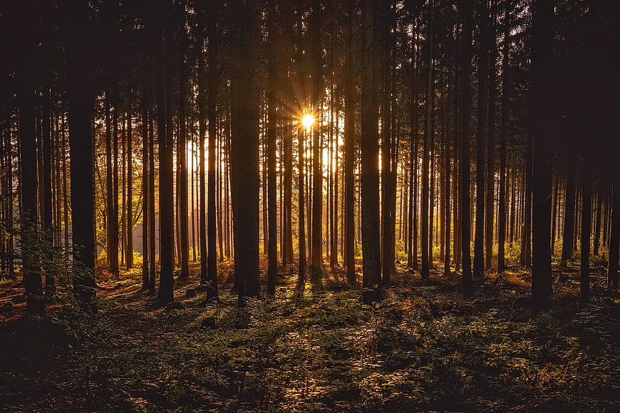 Sunlight streaming through dense pine forest trees