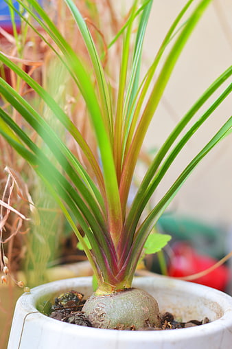 Close-up of Beaucarnea Recurvata Potted Plant