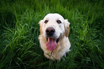 Happy Golden Retriever Panting in Green Grass