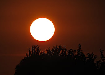 Silhouette of trees against a large orange sunset sun