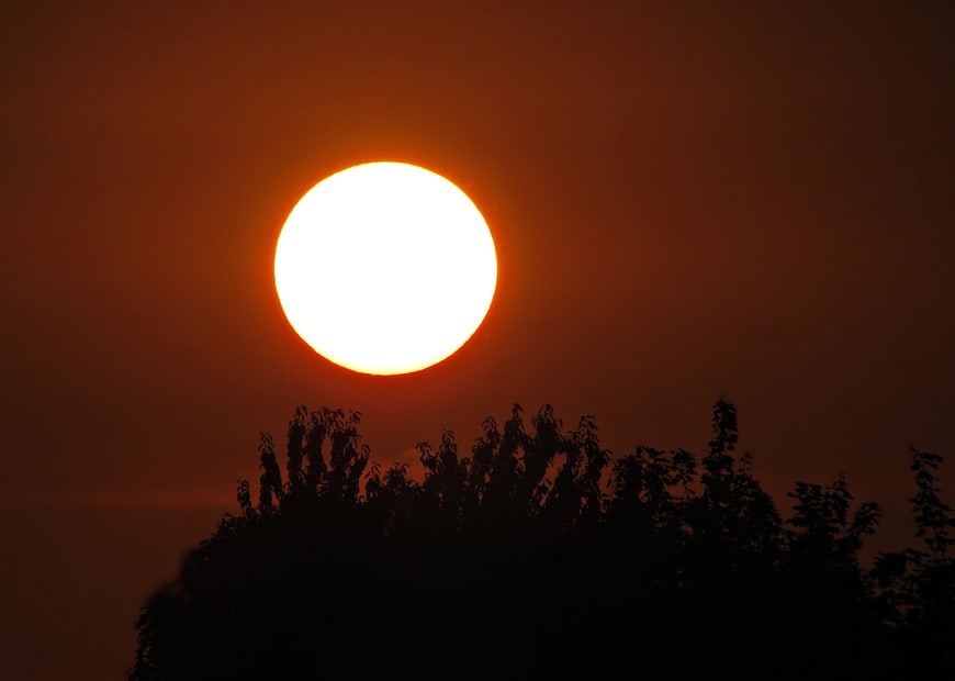 Silhouette of trees against a large orange sunset sun