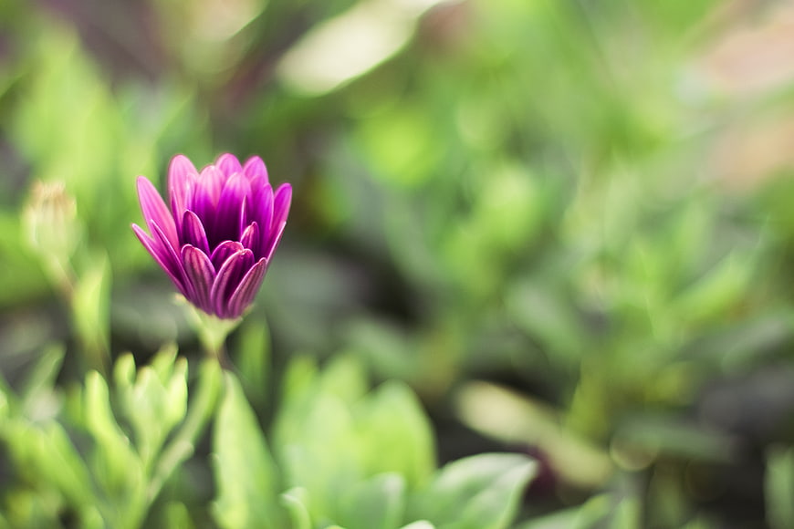 Purple Osteospermum Flower Bud in Green Garden