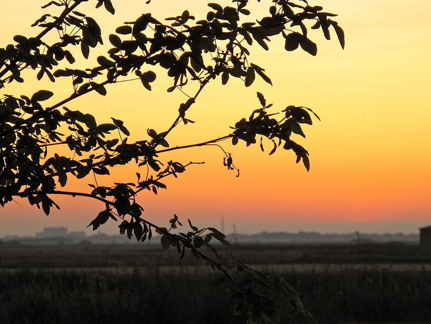Silhouette of tree branches against vibrant orange sunset sky
