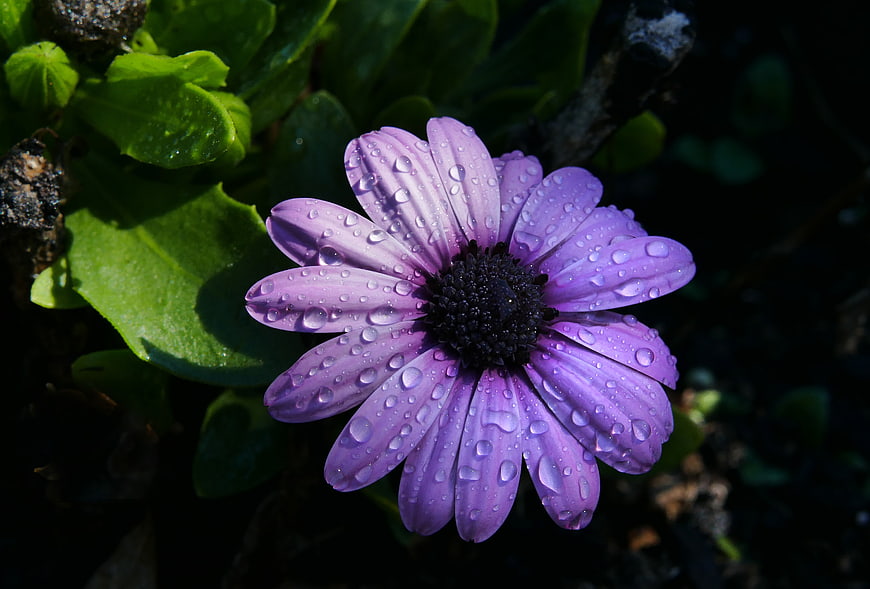 Close-up of Purple Daisy with Water Droplets