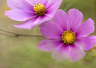 Close-up of vibrant pink cosmos flowers with yellow centers