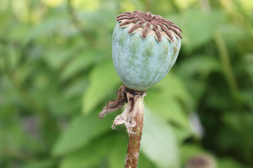 Close-up of a green poppy seed pod in a field