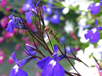 Hoverfly on Blue Lobelia Flower in Garden
