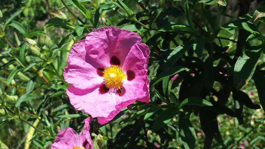 Vibrant Pink Cistus Flower with Yellow Center in Sunlight