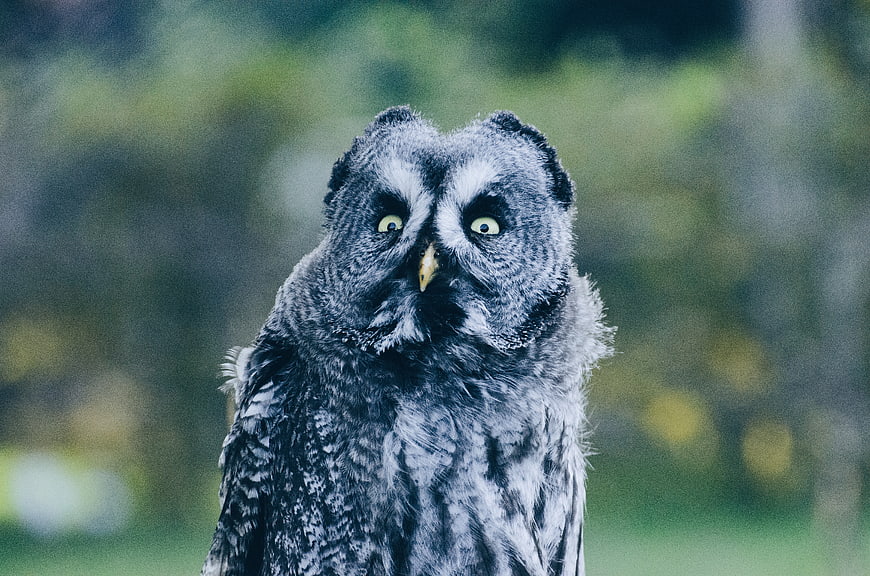 Close-up portrait of a Great Grey Owl with piercing yellow eyes