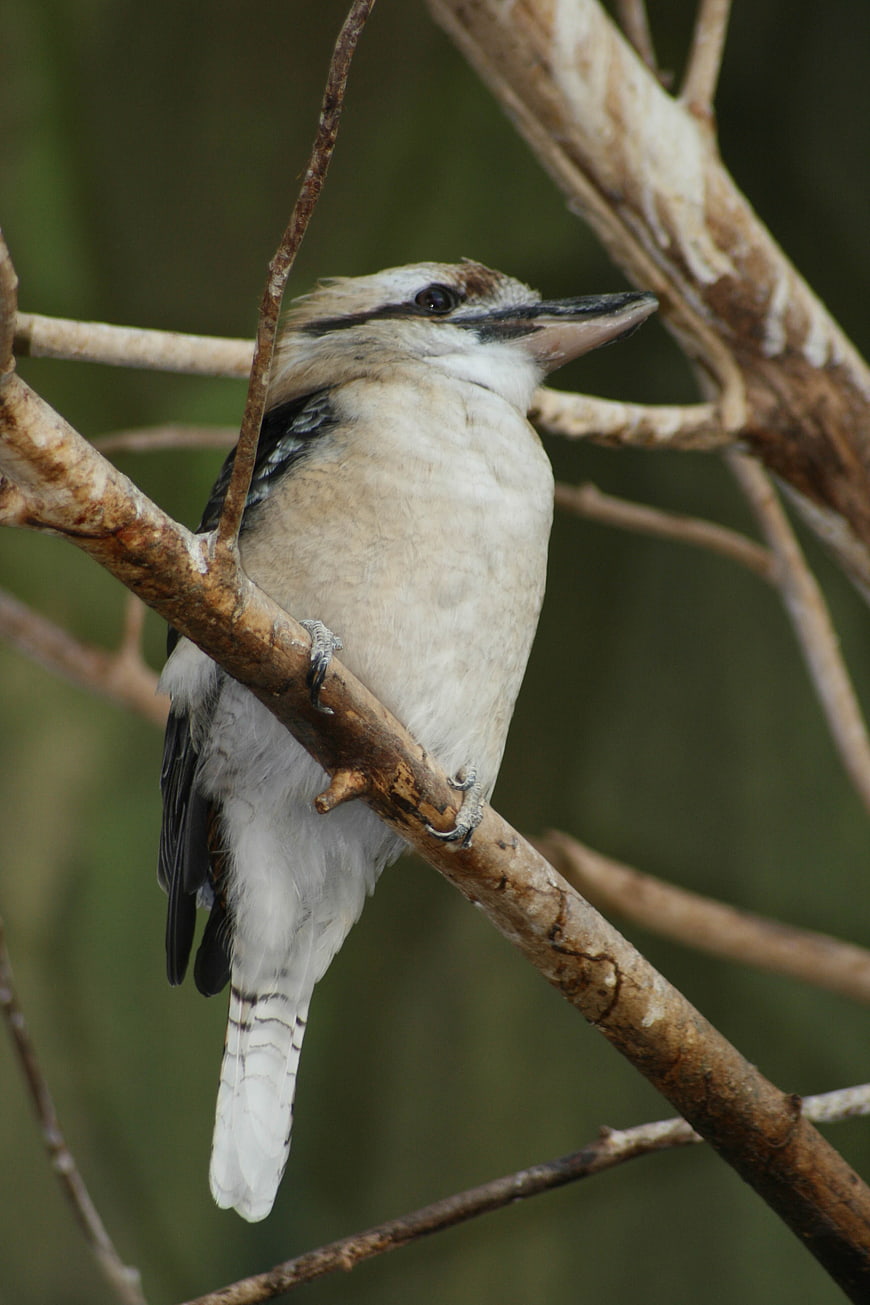 Laughing Kookaburra Perched on Tree Branch