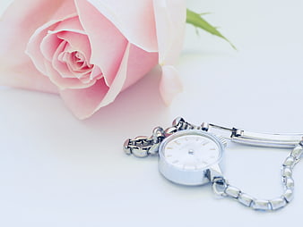 Pink Rose and Silver Watch on White Background