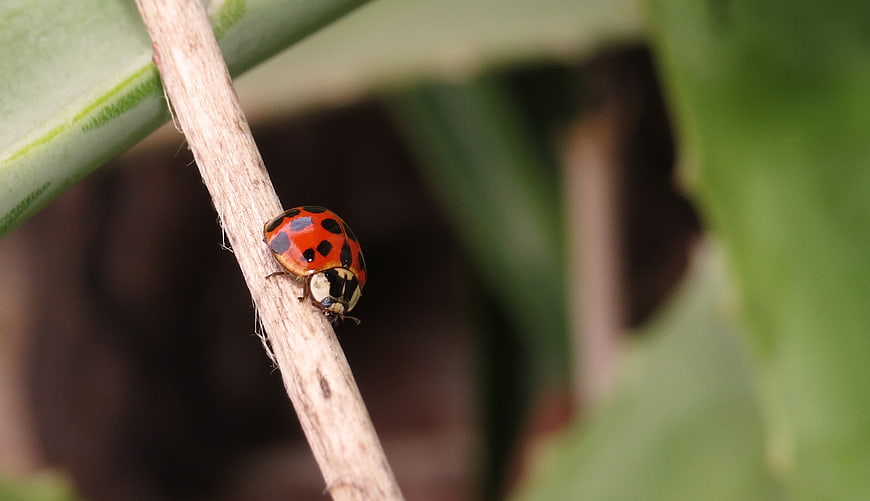 Close-up of a red ladybug on a dry twig