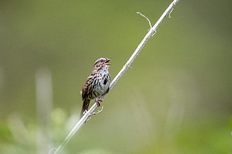 Singing Sparrow Perched on Branch with Green Background
